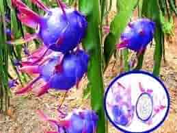 Blue pitaya Hylocereus species seeds for mixed garden planting